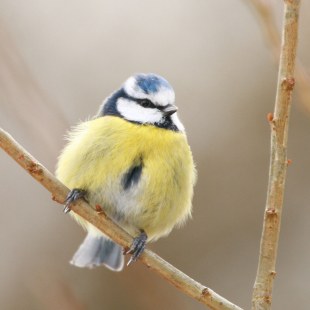 Blaumeise sitzt auf einem dünnen Zweig und hat sich aufgeplustert | © Lukas Sobotta