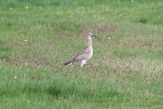 Brachvogel Karlo 2024 | © Florian Marchner