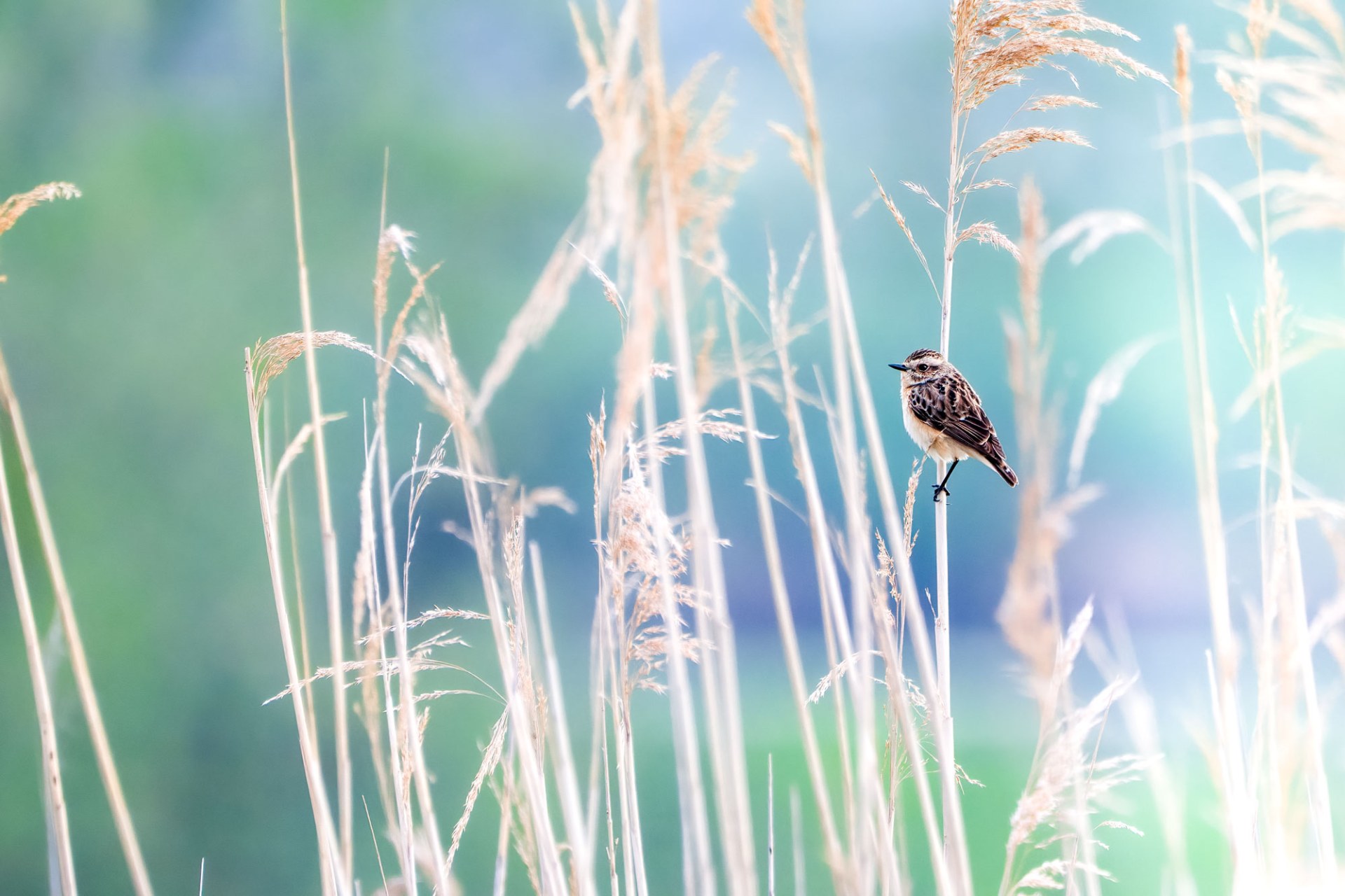 Ein Braunkehlchen sitzt auf einem Halm im Schilf, eingefangen in einem Foto | © Nicole Friedrch
