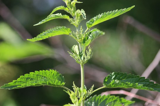 Brennessel | © Peter Bria