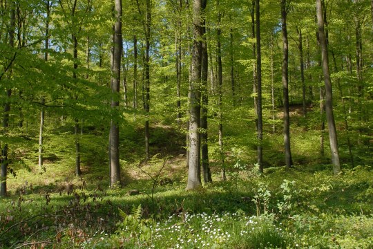 Lichter Buchenwald | © Dr. Eberhard Pfeuffer