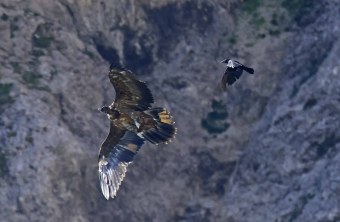 Dagmar wird von einem Kolkraben verfolgt, ihr Federkleid schimmert wegen dem Sonnenlicht. | © Markus Leitner