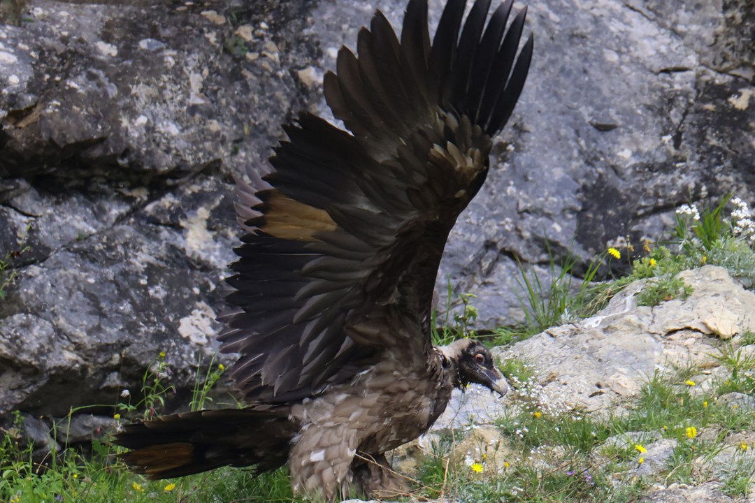 Bartgeierweibchen Dagmar | © Markus Leitner