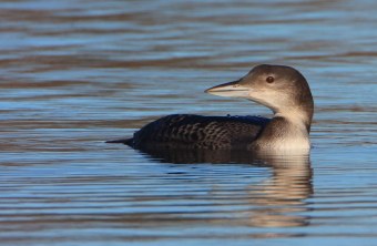 Eistaucher Schlichtkleid | © Stefan Masur