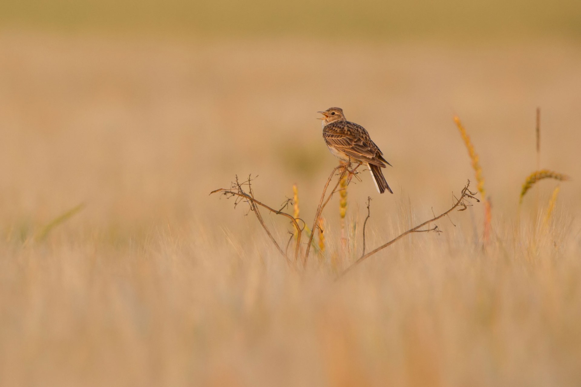 Feldlerche singt auf einem Halm im Feld | © Markus Glässel