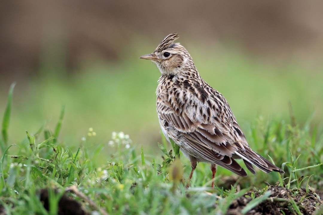 Feldlerche sitzt in einer Wiese | © Frank Derer