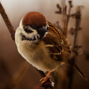 Feldsperling | © Patrick Illhardt