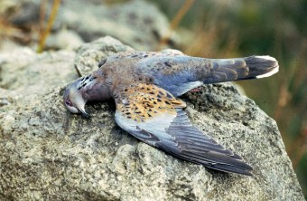 Tote Turteltaube liegt auf einem Stein | © Filip Wieckowiski (Birdlife Malta)