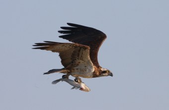 Fischadler im Flug mit Fisch als Beute in den Fängen | © Zdenek Tunka