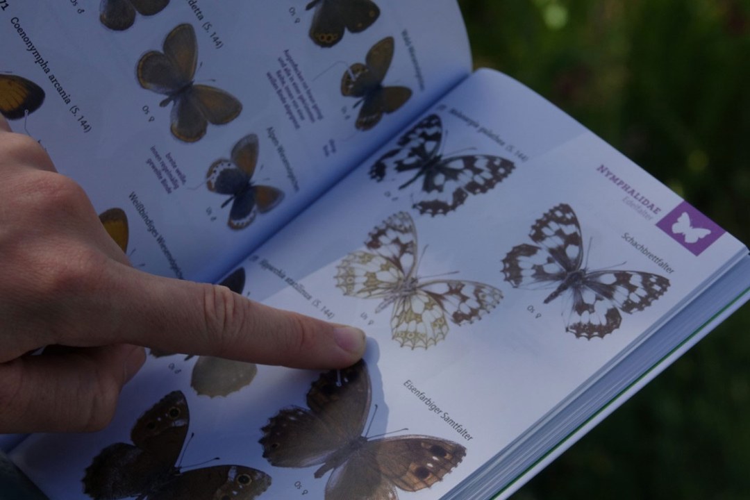 Jemand zeigt mit dem Zeigefinger auf eine Tagfalterart in einem Buch | © Philipp Hermann