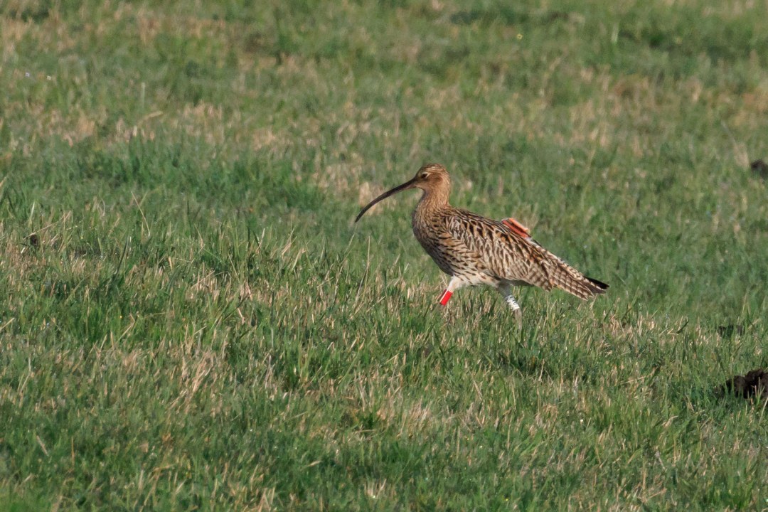 Ein Großer Brachvogel mit einem rotein Ring am Bein und einem Sener auf dem Rücken mit langem Schnabel läuft über eine grüne Wiese. | © Norbert Geisenberger