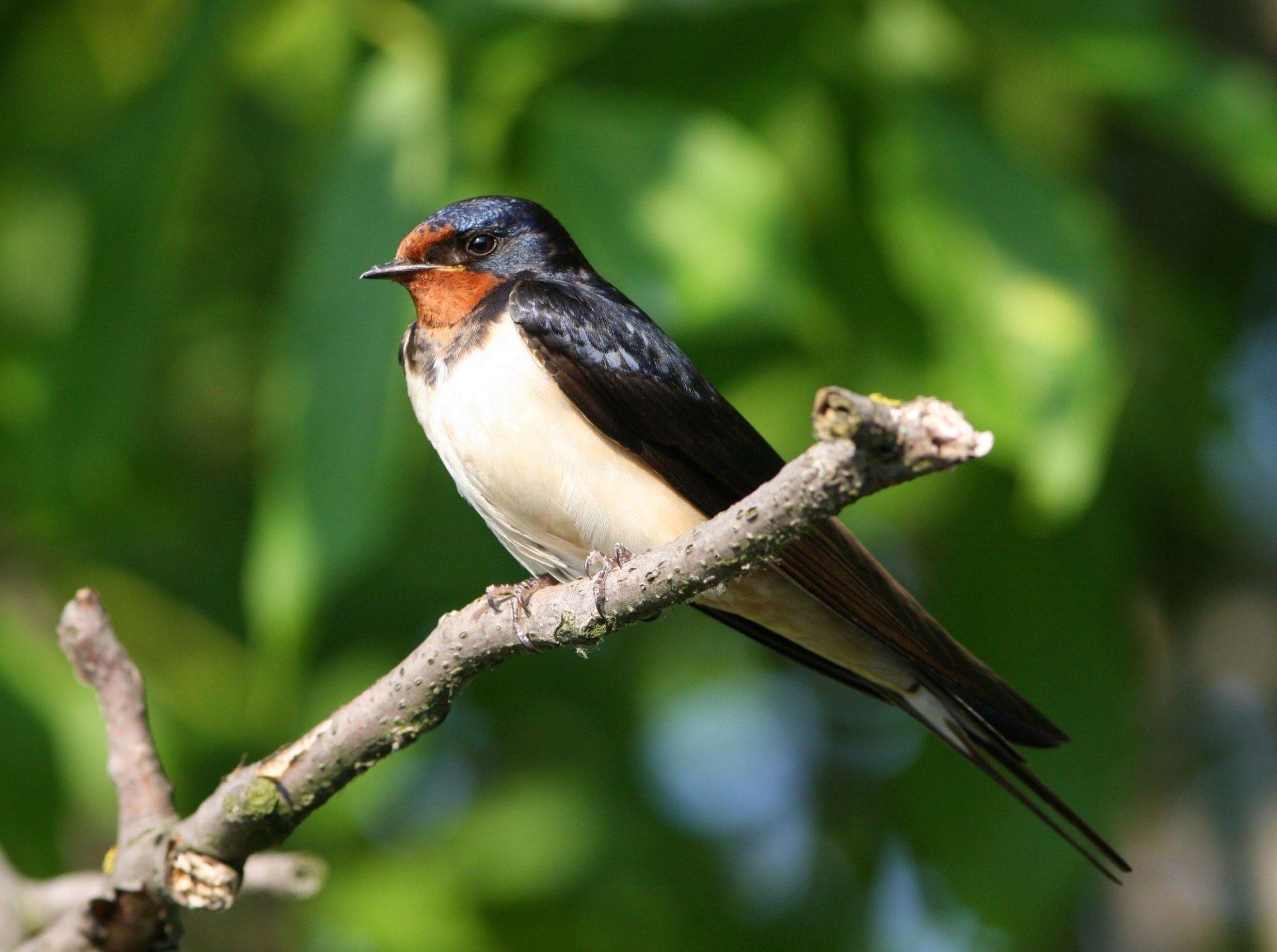 Rauchschwalbe | © Zdenek Tunka