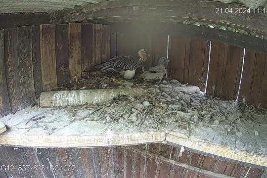 Junger Bartgeier Österreich | © Richard-Faust-Zentrum Haringsee