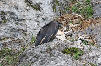 Bartgeier Wiggerl nach seinem Sturz aus der Nische | © Markus Leitner