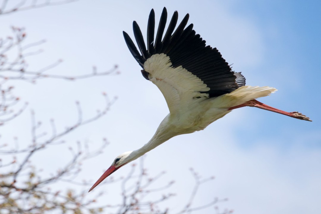 Weissstorch fliegend | ©Richard Straub