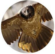 Bavaria folgt Wally | © Markus Leitner LBV