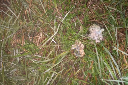 Erbrochener Giftköder | © Breitenhuber