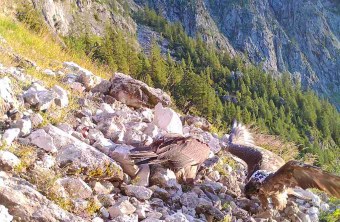 Generl und Luisa am Futterplatz | © LBV-NPV