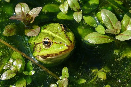 Grasfrosch | © Friedrich Hartl