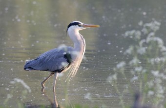 Ein Graureiher steht circa 10 Zentimeter im Wasser und scheint mach vorn zu laufen | © Frank Derer/LBV Bildarchiv