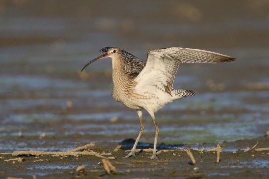 Großer Brachvogel mit ausgebreiteten Flügeln | © Zdenek Tunka
