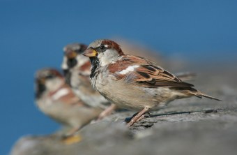 Haussperling sitzt auf einem Stein | © Christoph Moning