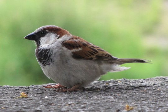 männlicher Haussperling | © Jennifer Bäcker