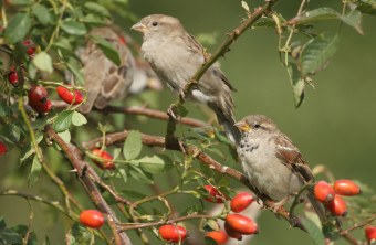Zwei Haussperlinge sitzen in einer Beerenhecke | © Dieter Hopf