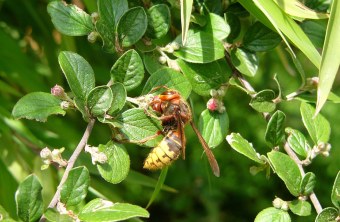 Hornisse  | © Dr. E. Pfeuffer