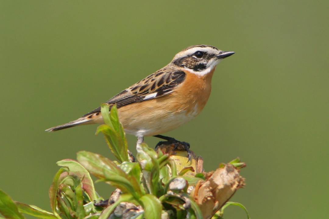 Bedrohtes Braunkehlchen | © Z. Tunka