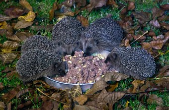 Fünf Jungigel fressen aus einer Schale Katzenfutter | © Marietta Irmer