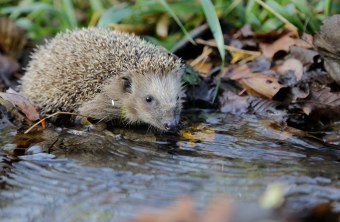Igel an einer Wasserstelle | @ Ralph Sturm