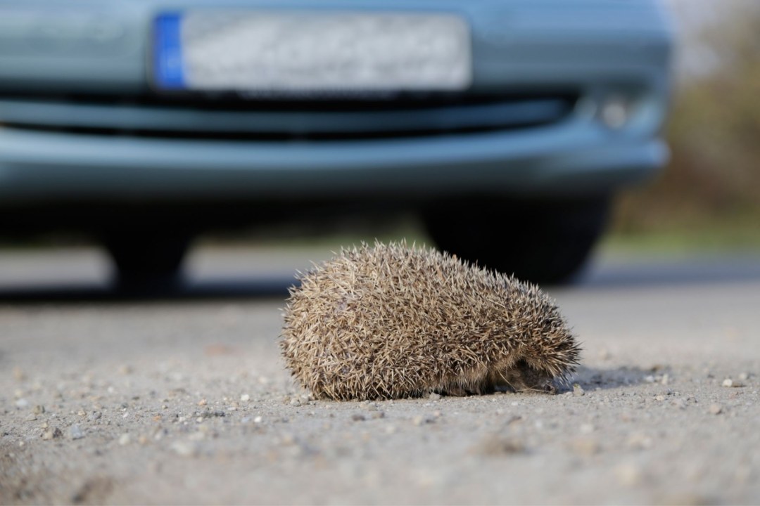 Igel_auf_Strasse | © Sturm Ralph