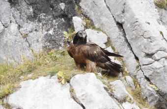 Fremder Bartgeier in der Halsgrube |© Christian Steiger