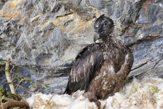 Junger Bartgeier in Auswilderungsnische-Bartgeier | © Hansruedi-Weyrich