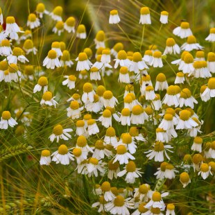 Kamille | © Andreas Hartl