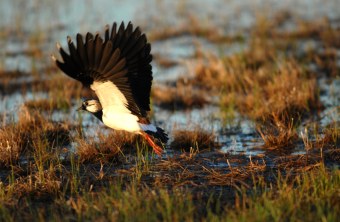 Kiebitz | © H. Werth