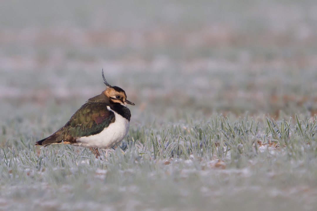 Kiebitz sitzt auf einer mit Frost bedeckten Wiese | © Markus Gläßel
