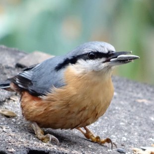 Kleiber mit einem Sonnenblumenkern im Schnabel | © Maria Bauer