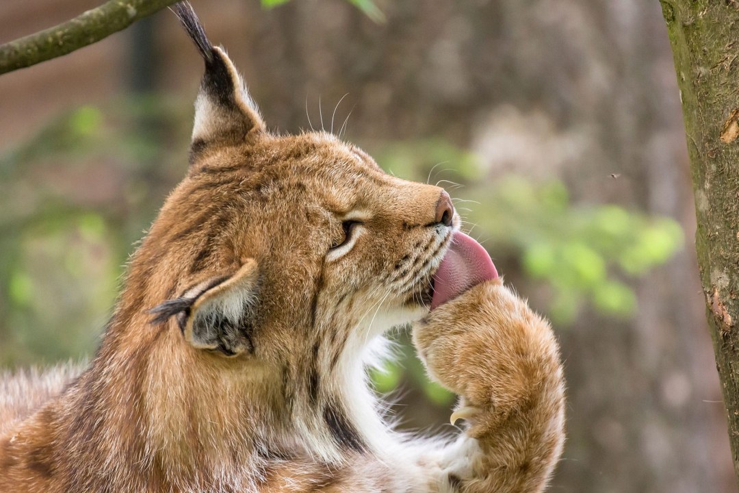 Luchs leckt sich die Pfote | © Ralph Sturm