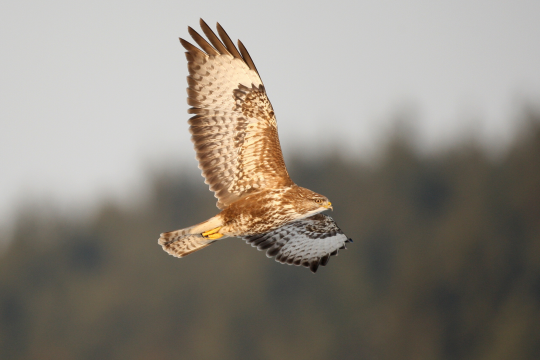 Mäusebussard | © Zdenek Tunka