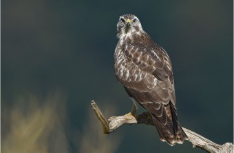 Mäusebussard sitzt auf einem Zaunpfahl und schaut in die Kamera. | © Herbert Henderkes