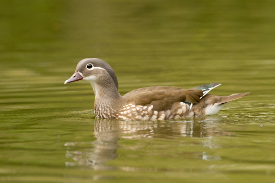 Mandarinenten-Weibchen schwimmt auf dem Wasser | © Rosl Rößner