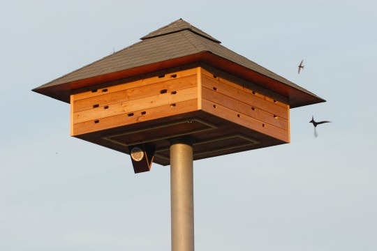 Mauerseglerturm in der Natur | © Marcel Fröhlich