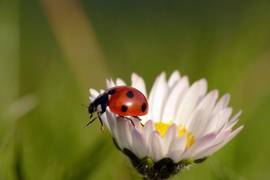 Marienkaefer | ©  Andreas Giessler