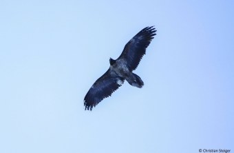 Nepomuk im Januar 2025 in der Halsgrube | © Christian Steiger