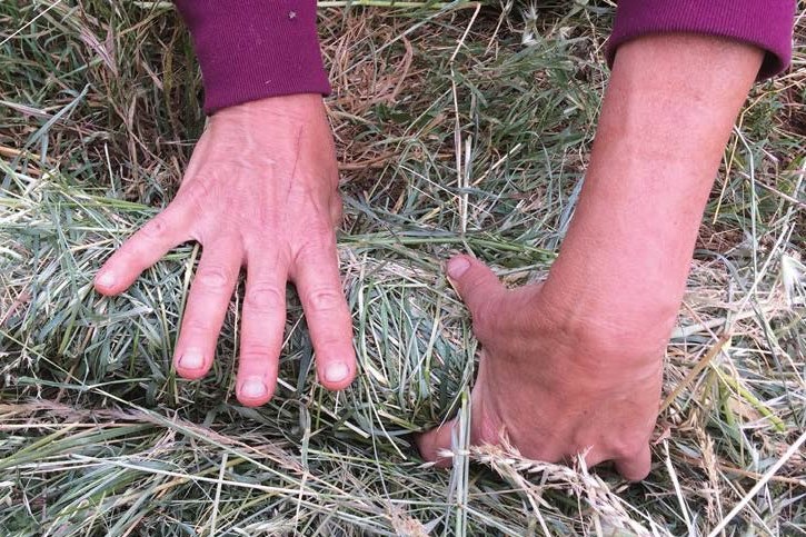 Zwei Hände formen eine Mulchwurst aus Schnittgut | © LBV