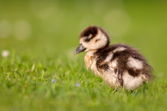 Nilgans-Küken auf einer Wiese | © Markus Glässel