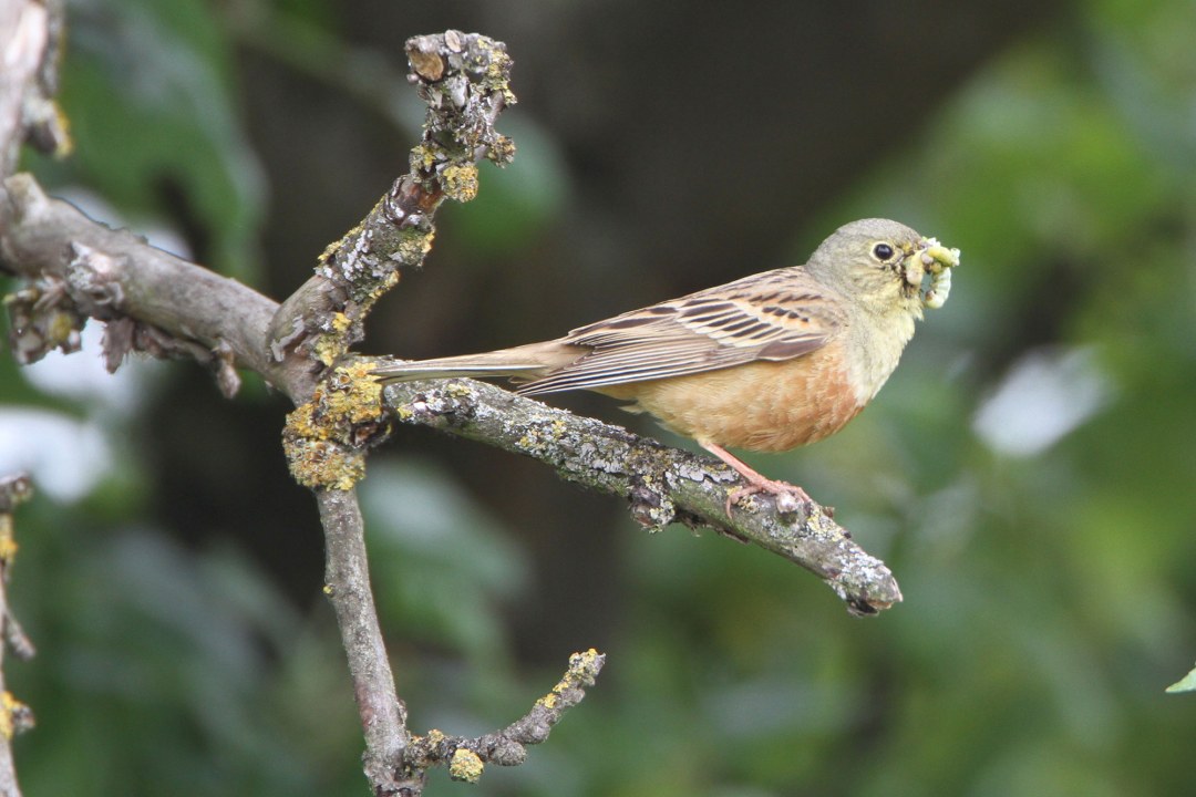 Ortolan mit Futter im Schnabel | © Hans-Joachim Fünfstück