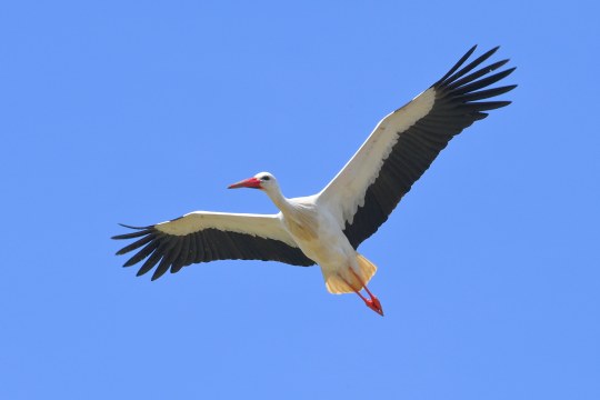 Stroch | © Manfred Schalk